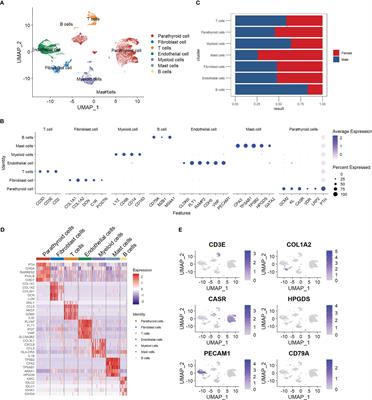 Single-cell RNA sequencing reveals the role of cell heterogeneity in the sex difference in primary hyperparathyroidism